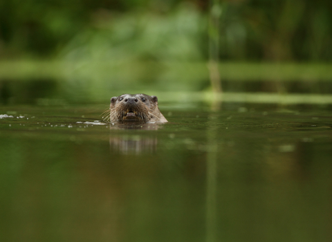 Otter in river