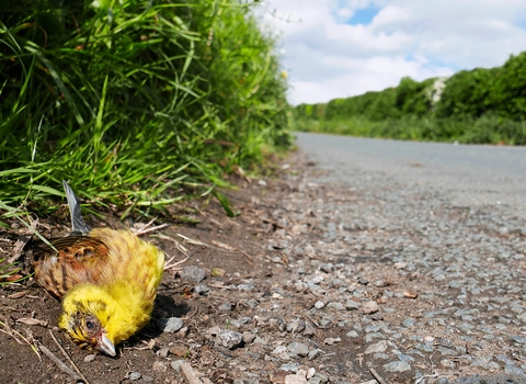 Dead yellowhammer at side of the road