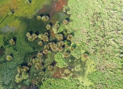 Drone photo of a beaver wetland