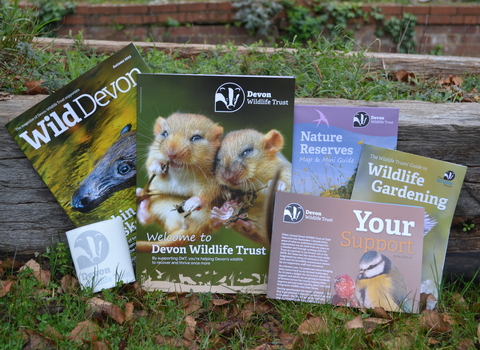 Booklets and magazines displayed in front of a plant pot