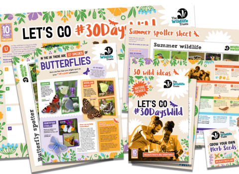 30 Days Wild pack, including wall chart, butterfly poster and herb seed packet