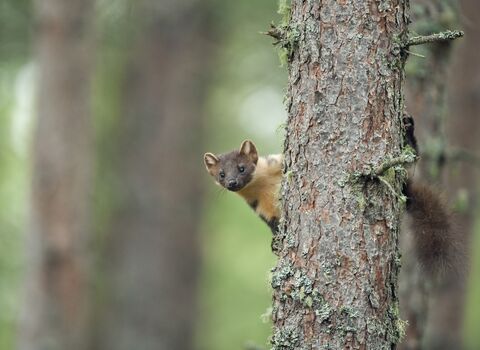 A pine marten peeking its head around a tree