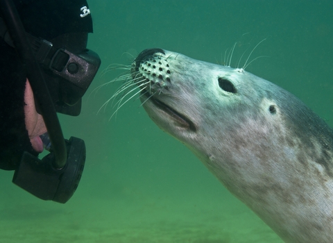 seal and diver looking at each other underwater