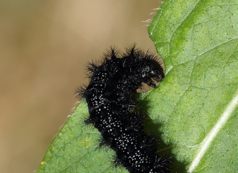black hairy marsh fritillary caterpillar nibbling on leaf