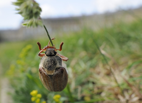 scarab dung beetle holding onto a blade of grass