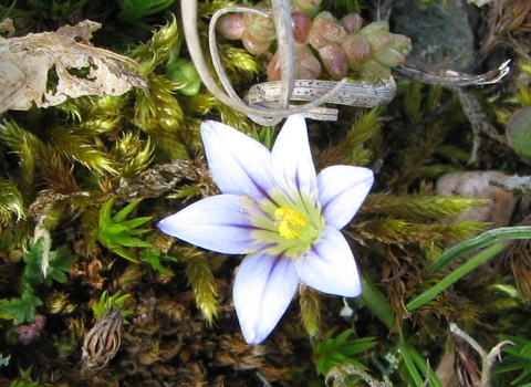 while petalled sand crocus with yellow center and purple veins