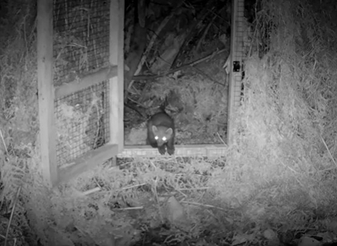 exmoor pine marten leaving pen