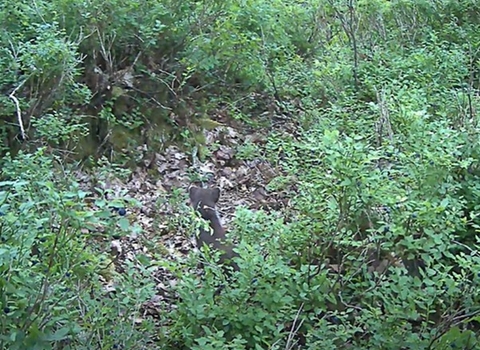 glimpse of pine marten kit