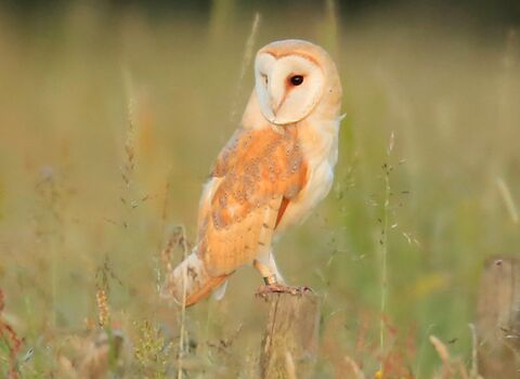 Barn owl