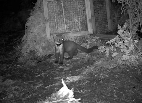a pine marten stands outside its release pen on Exmoor