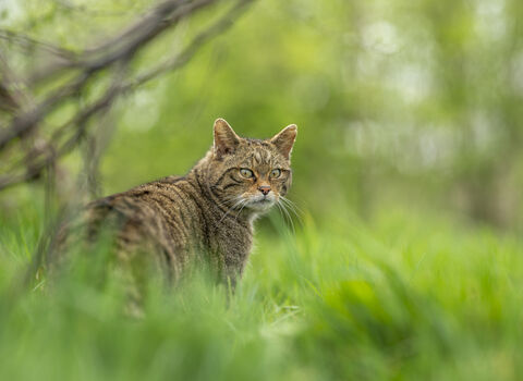 A wildcat in grass looking back over its shoulder at the camera