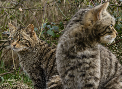 a pair of wildcats looking in opposite directions