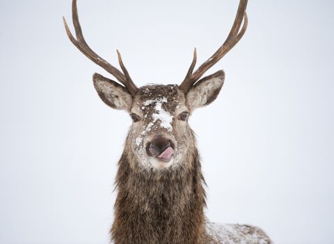red deer looking at camera with snow on its nose