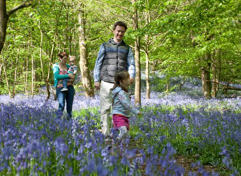 Family walking through bluebells