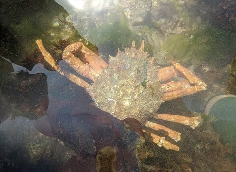 Spiny spider crab in a rockpool.