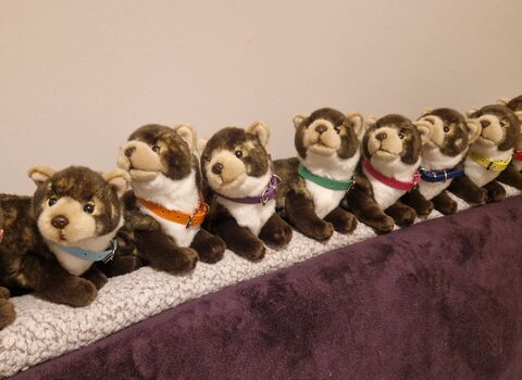 10 pine marten cuddly toys in a row