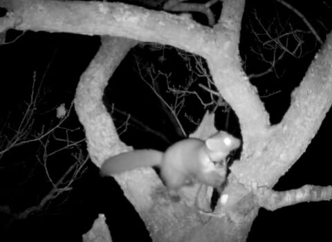 A pine marten perched in a tree, ready to jump to a nearby branch. Recorded on a camera trap at night.