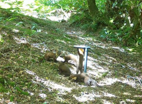 a pine marten mother and 4 kits at a T-bar on Exmoor