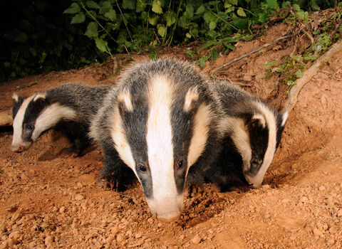 3 young badger cubs exploring by their sett, in the dirt
