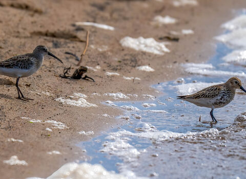 A curlew sandpiper standing on a beach, with a dunlin a foot away to its right, at the water's edge. It shows the larger size of the curlew sandpiper, the longer legs and the longer, more curved beak
