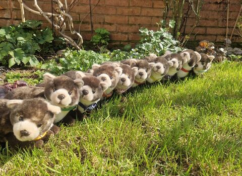 10 pine marten cuddly toys in a row