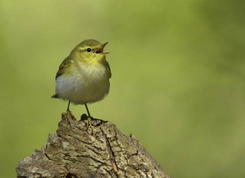 Wood warbler on tree trunk