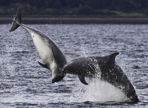 bottlenose dolphin Harry Hogg