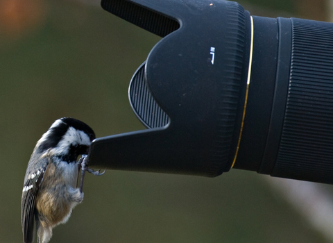 Coal tit on camera - Bob Coyle