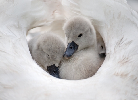 cygnets