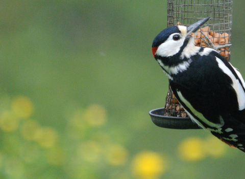 Woodpecker on bird feeder