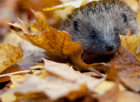 Hedgehog in autumn leaves 