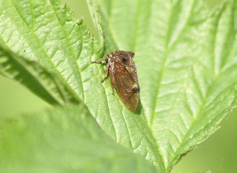 A horned treehopper sat on a leaf. It's a brown bug with two horns rising from the pronotum, which also extends back along the body in a wavy spine