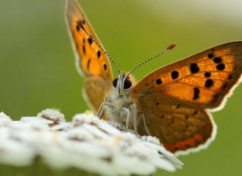 jon hawkins butterfly image