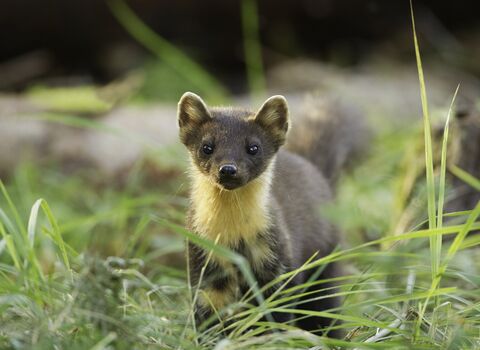 A pine marten standing in grass