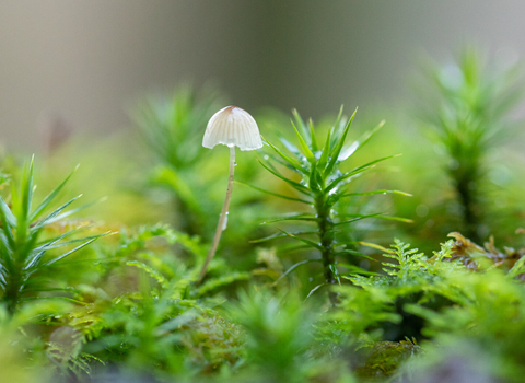 single delicate mushroom on woodland floor