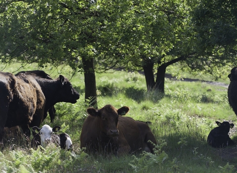 Dexter and Luing Cattle grazing