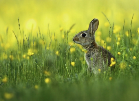 rabbit