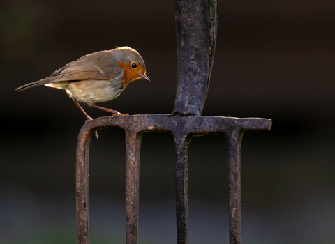 Robin on a garden spade