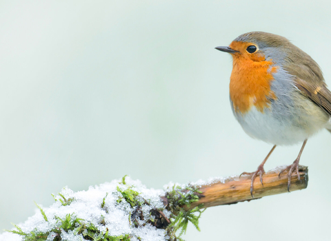 robin in winter by Jon Hawkins