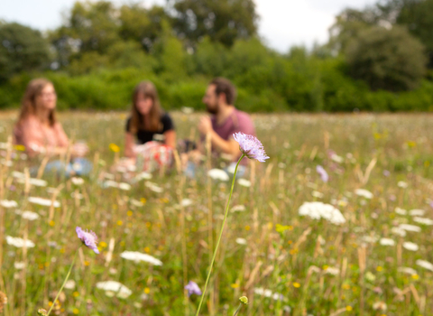 meadow