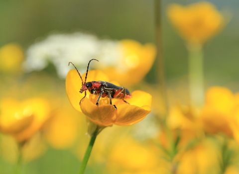 Soldier Beetle on a buttercup