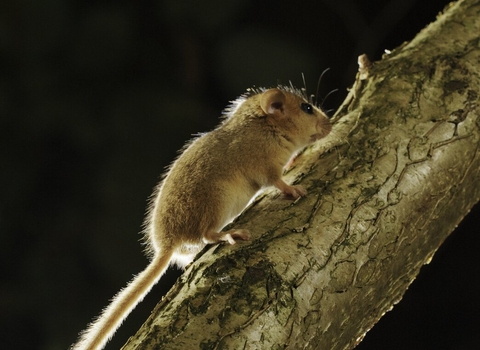 Hazel Dormouse