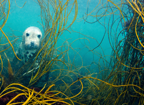 seal underwater - Cathy Lewis