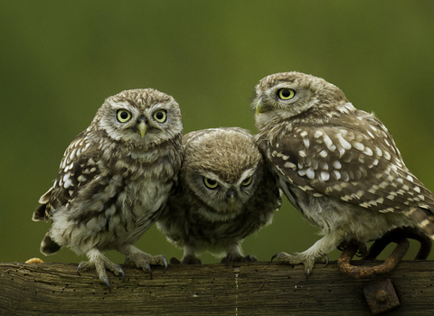 three owls